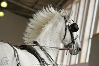 11.2.2017 - spřežení Slatiňany