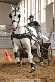 11.2.2017 - spřežení Slatiňany