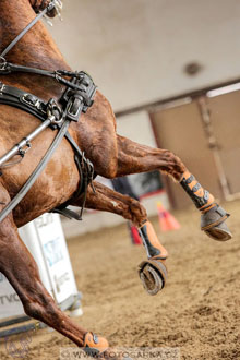 11.2.2017 - spřežení Slatiňany