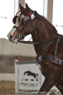 11.2.2017 - spřežení Slatiňany