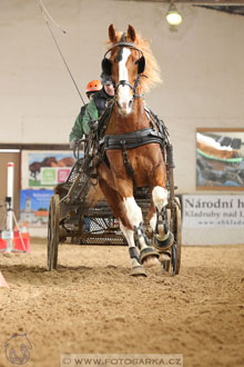 11.2.2017 - spřežení Slatiňany