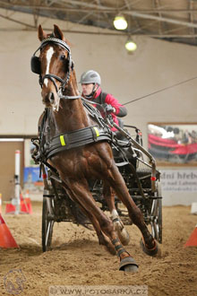 11.2.2017 - spřežení Slatiňany