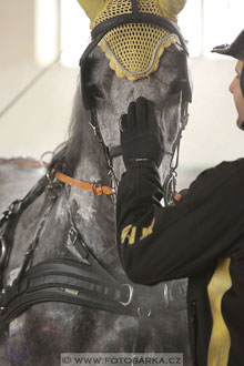 11.2.2017 - spřežení Slatiňany