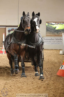11.2.2017 - spřežení Slatiňany