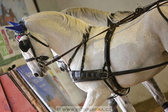 11.2.2017 - spřežení Slatiňany