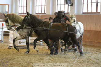 25.2.2017 - spřežení Brno