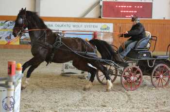 25.2.2018 - spřežení Královice