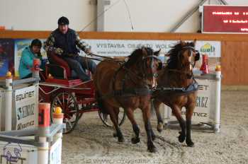 25.2.2018 - spřežení Královice