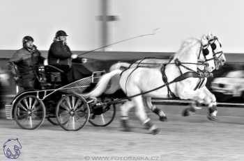 25.2.2018 - spřežení Královice