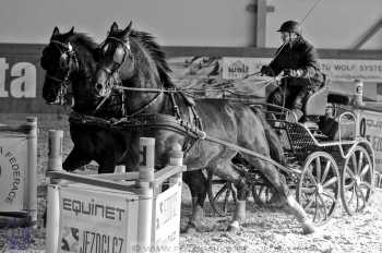 25.2.2018 - spřežení Královice