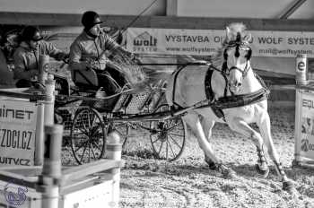 25.2.2018 - spřežení Královice