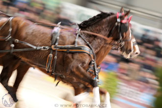 26.3.2017 - spřežení Lysá nad Labem
