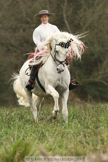 Bandolero XLIV - PRE hřebec 21 let
