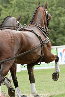 CAIO - Nebanice 2016
