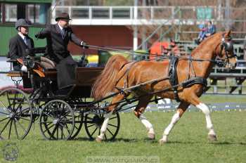 CAN 2* Pardubice - sobota