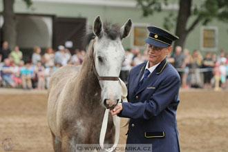 Den starokladrubského koně