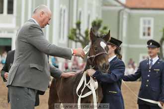 Den starokladrubského koně