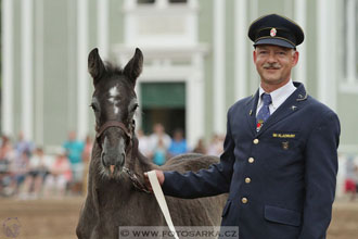 Den starokladrubského koně