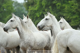 Den starokladrubského koně