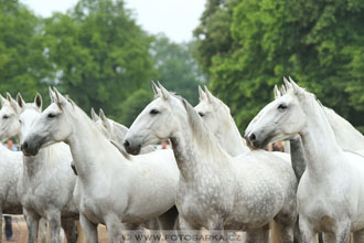 Den starokladrubského koně