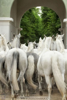 Den starokladrubského koně
