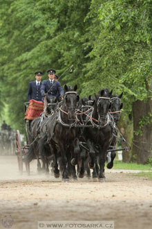 Den starokladrubského koně