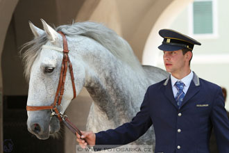 Den starokladrubského koně