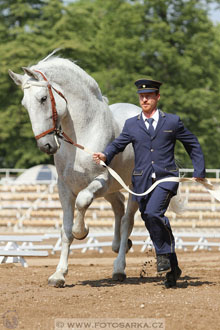 Den starokladrubského koně