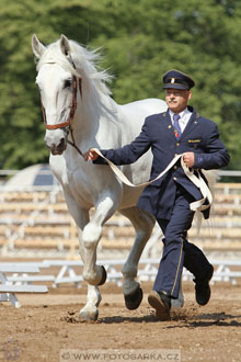 Den starokladrubského koně
