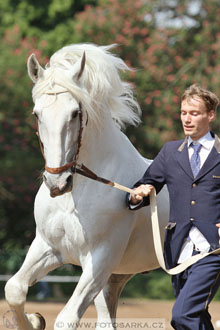 Den starokladrubského koně