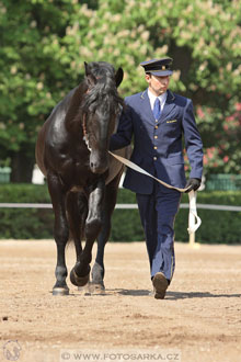 Den starokladrubského koně