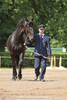 Den starokladrubského koně
