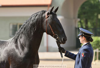 Den starokladrubského koně