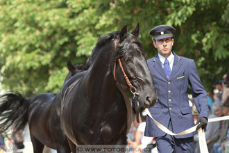 Den starokladrubského koně