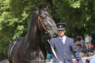 Den starokladrubského koně