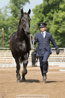 Den starokladrubského koně