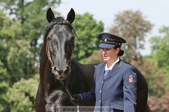 Den starokladrubského koně