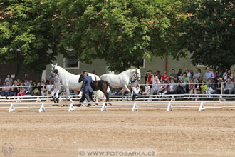 Den starokladrubského koně