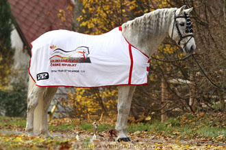 Fusilero - Pura Raza Espaňola