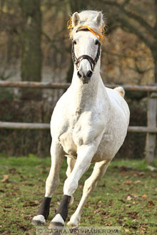 Fusilero - Pura Raza Espaňola
