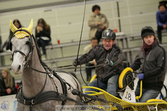 Halové závody spřežení - Lysá nad Labem