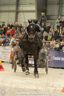 Halové závody spřežení - Lysá nad Labem