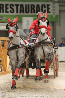 Halové závody spřežení - Lysá nad Labem