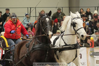 Halové závody spřežení - Lysá nad Labem