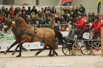 Halové závody spřežení - Lysá nad Labem