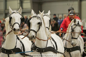 Halové závody spřežení - Lysá nad Labem