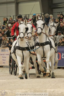 Halové závody spřežení - Lysá nad Labem