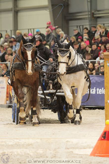 Halové závody spřežení - Lysá nad Labem