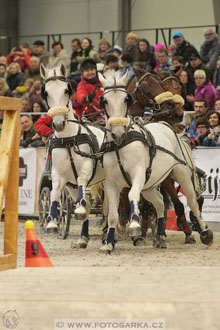 Halové závody spřežení - Lysá nad Labem