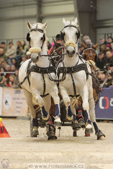 Halové závody spřežení - Lysá nad Labem